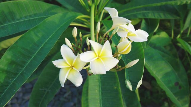 cluster of white plumeria flowers