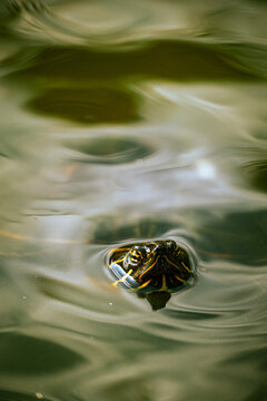 A close-up photo of a turtle in a lake, featuring detailed facial features and a pleasant blurred background