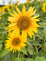 Obraz premium Helianthus annuus is a tall, bright yellow plant in the daisy family that produces edible seeds and oil