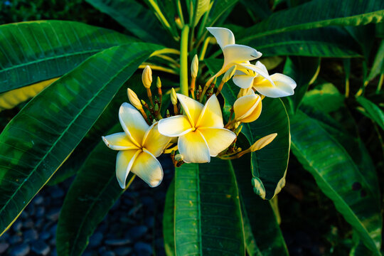 cluster of white plumeria flowers