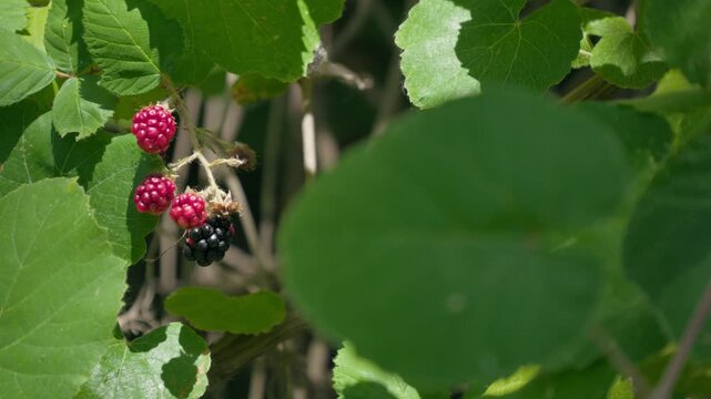 Wild blackberries grow on a sunny green bush in summertime