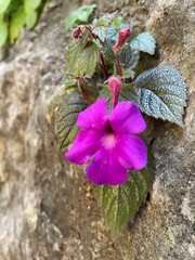 pink flower and butterfly © Bluemoon