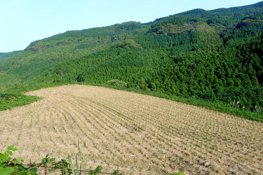 稲の刈り取りを終えたばかりの山地の田んぼ