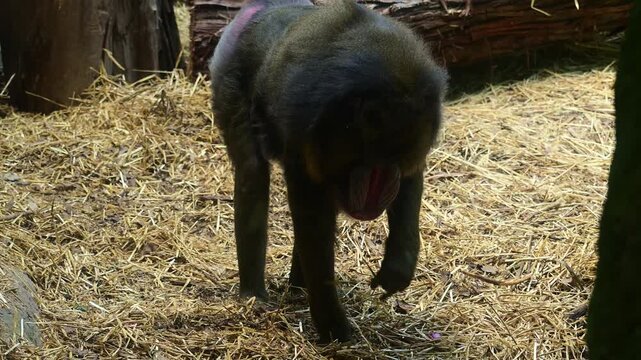 Mandrill foraging for food at the zoo