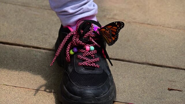 Monarch butterfly perched on a women's sneaker.