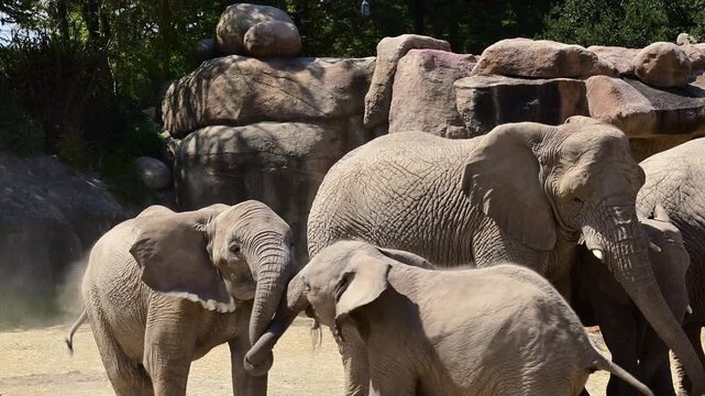 Pair of Asian elephants playing with their trunks