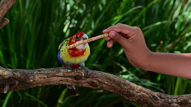Rosella feeding on canary seed.