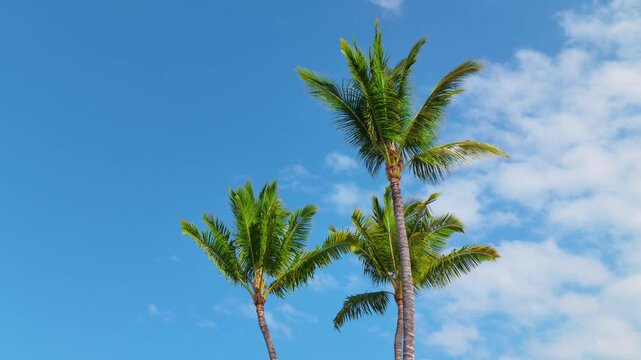 Three tall coconut palm trees sway in warm trade winds against vivid blue sky with drifting white clouds on Big Island Hawaii. Tropical drone style low angle view of sunny island paradise.