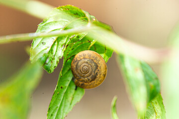Top view close up of a small garden snail shell on a green leaf.A high-quality close-up macro photograph capturing a small land snail (Trochulus / Bradybaenidae species)  © Champ