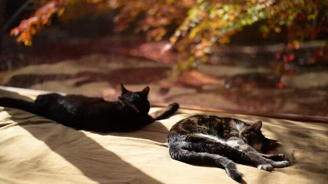 紅葉の庭を背景にしっぽを振りながらうたた寝するキジ猫と毛づくろいをする黒猫