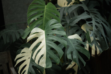 Large green monstera leaves with cream-colored variegation. Lush foliage hangs in soft, dim lighting. Natural texture and organic shapes create serene atmosphere. Ideal for nature, interior design © faizal