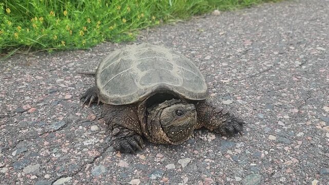 turtle on the road