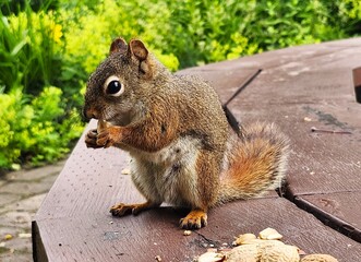 squirrel eating nut © Lesya