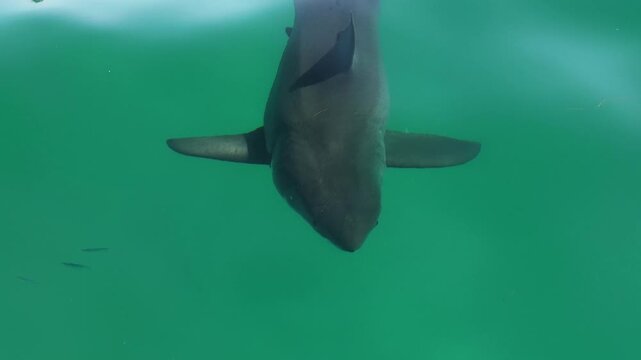 Shark Drone Green Water
