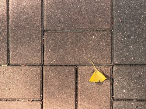 A single yellow ginkgo leaf resting on grey pavement, minimalist composition