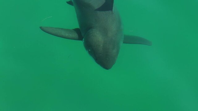 Shark green ocean drone aerial