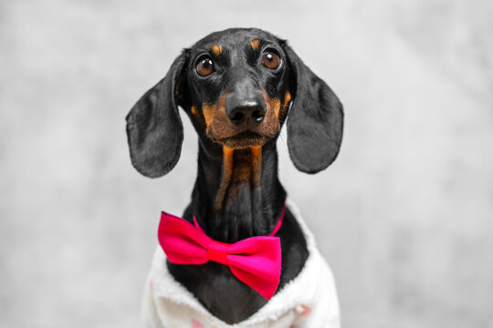 A black and tan dachshund dog wears a pink bow tie and white coat, gazing upward against a soft grey backdrop, a playful concept of formal pet fashion.