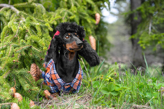 A black and tan dachshund dog wears a furry trapper hat and plaid shirt while sitting among pine branches and cones in a forest clearing.