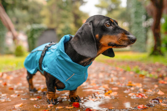 A black and tan dachshund dog wears a blue waterproof coat while standing on a wet paved path scattered with fallen autumn leaves.