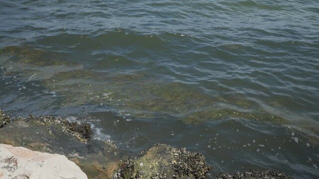 A rocky shoreline covered in barnacles and seaweed where gentle ocean waves lap against the stones at low tide, creating a calm coastal scene and visible intertidal marine habitat.
