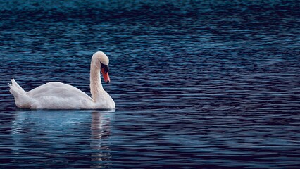 Mute swan swimming on calm blue water. © Constantin