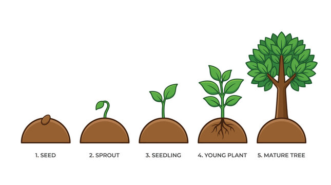 Botanical life cycle infographic showing growth from small seed to large tree in simple style