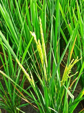 Close up of young green rice plants with growing grains in the field
