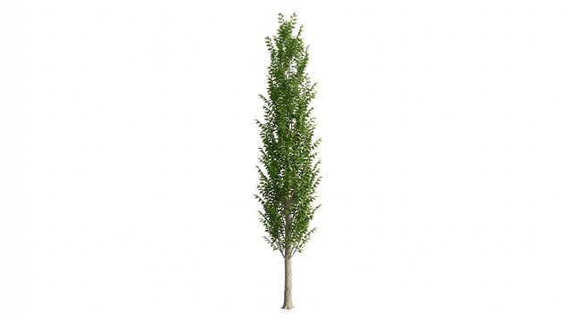 Young green conifer tree isolated