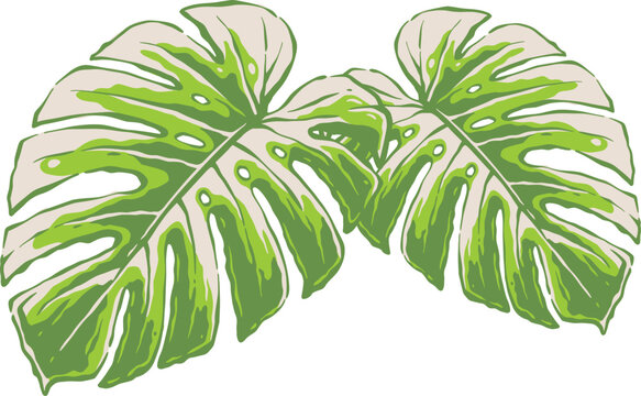 Stylized pair of green monstera leaves with split lobes