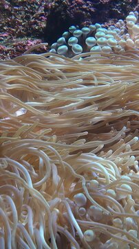 Vertical video of bubble-tip anemone (Entacmaea quadricolor) swaying in the water flow