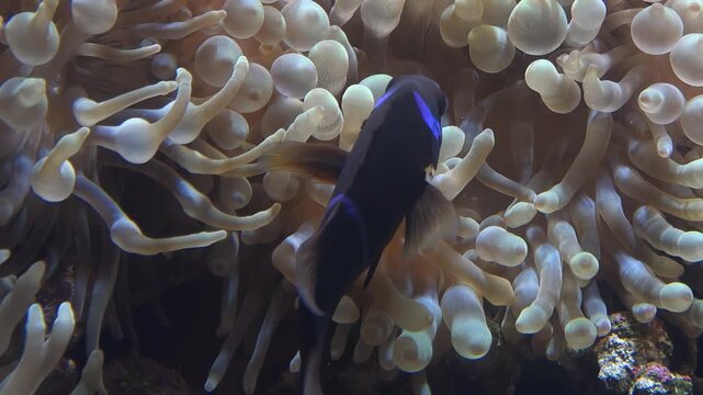 Video of Maroon clownfish swimming in a bubble-tip anemones swaying in the water flow