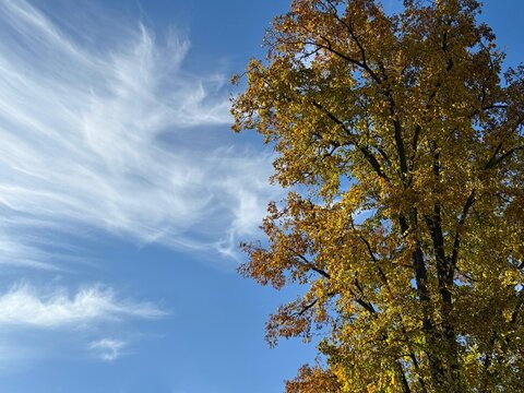 Autumn fall yellow golden tree against sky 