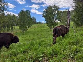 European bisons or Bison bonasus in Altai walking through a birch grove. © Serg Zastavkin