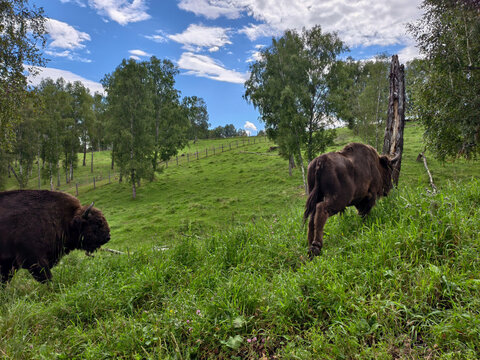 European bisons or Bison bonasus in Altai walking through a birch grove.