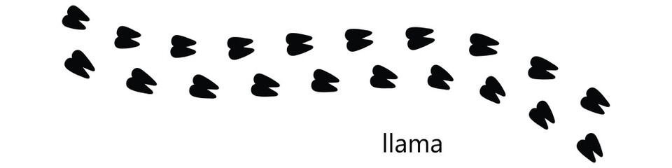 Fototapeta premium Llama Paw Print Track Vector, Animal Footprint and Walking Trail Isolated on White Background.eps