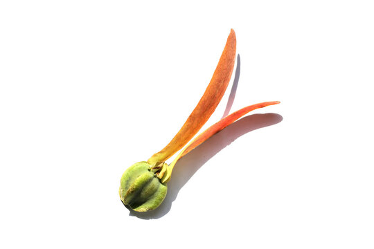 Flying seed of Dipterocarpus alatus