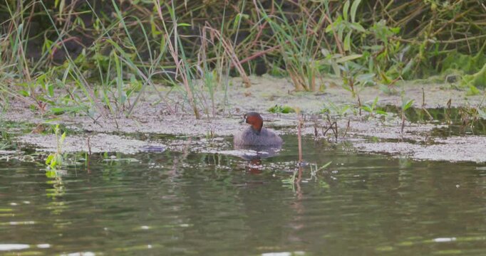 Little grebe (Tachybaptus ruficollis) swimming in marshy pond with reeds and algae, natural bird behavior in wetland habitat, documentary , slow motion.