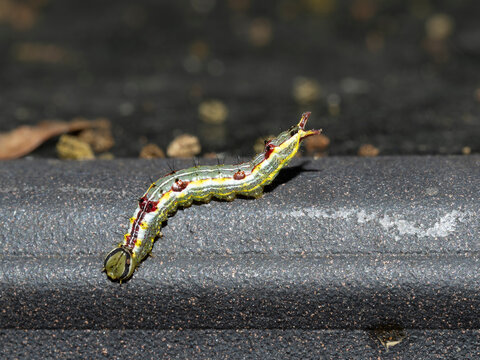 Detailed macro shot of a yellow and green looper caterpillar with striking markings crawling on a dark textured surface. Ideal for entomology, nature, and wildlife projects.