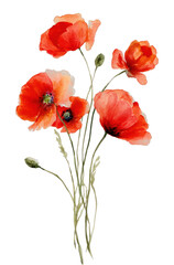 Fototapeta premium PNG Vibrant watercolor poppy flowers