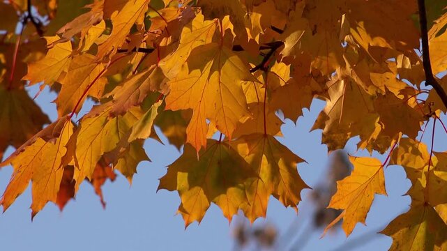 (Close-up) Golden and bright orange maple leaves swaying gently in the breeze. Set against a clear blue sky, they showcase the distinctive charm of autumn&mdash;serene, warm, and natural.