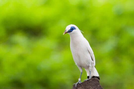 white bali starling (bali myna) perched on a branch