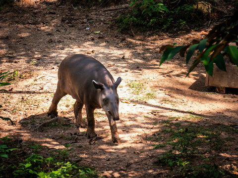An Amazonian tapir (Tapirus terrestris) walks through a forested enclosure in the Ecuadorian Amazon. The large herbivorous mammal has a dark brown coat, elongated snout, rounded ears, and sturdy legs,
