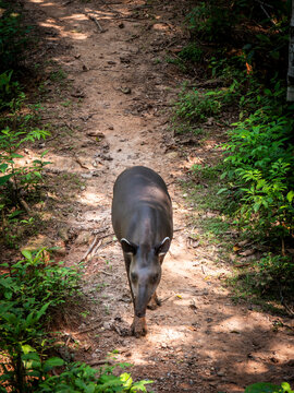 An Amazonian tapir (Tapirus terrestris) walks through a forested enclosure in the Ecuadorian Amazon. The large herbivorous mammal has a dark brown coat, elongated snout, rounded ears, and sturdy legs,