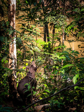 An Amazonian tapir (Tapirus terrestris) walks through a forested enclosure in the Ecuadorian Amazon. The large herbivorous mammal has a dark brown coat, elongated snout, rounded ears, and sturdy legs,