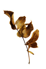 Fototapeta na wymiar Dry leaves branch isolated png cutout object on transparent background. Autumn dried fall leaf twig design element