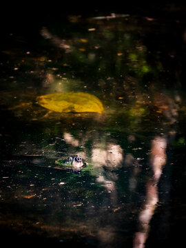 An Amazonian mata mata turtle (Chelus fimbriata) emerges just above the surface of dark freshwater in the Ecuadorian Amazon. Only the distinctive eyes and elongated snout are visible, blending with re