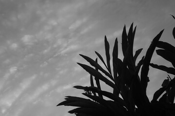 striking black and white low-angle shot capturing the sharp silhouettes of tropical plant leaves against a dynamic, textured cloudy sky. The dramatic contrast emphasizes the organic shapes of the foli © นิรมล บุญเทพ