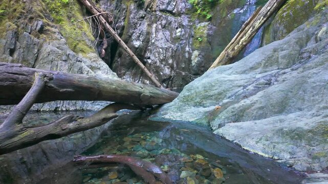 Fallen Mossy Log Over Clear Rocky Forest Stream in Canyon Gorge