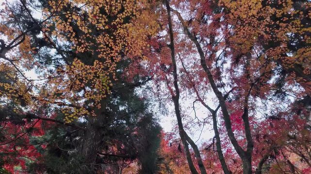 紅葉した山道の風景