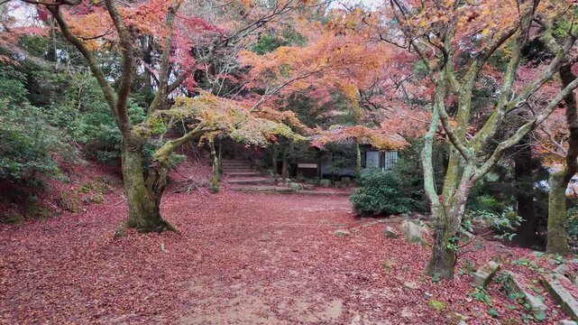 Autumn foliage scenery along a mountain path